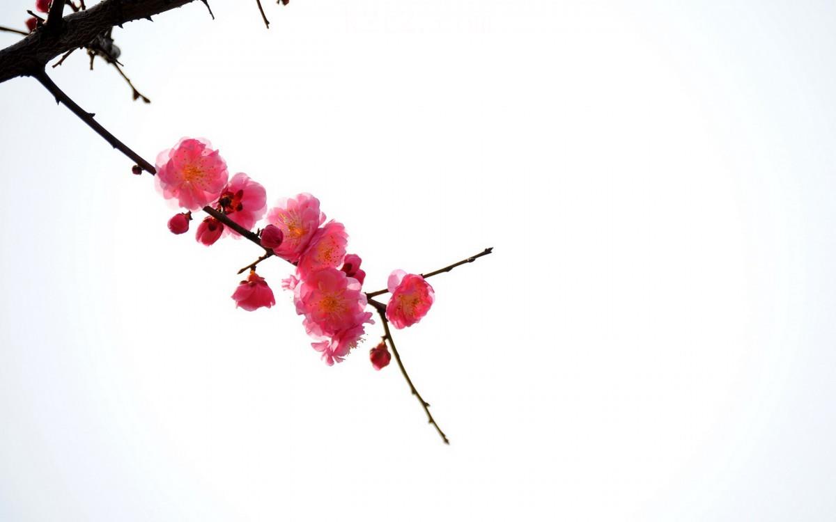 傲骨寒梅高清图片