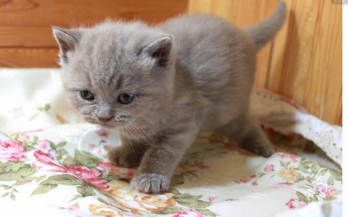 美国短毛猫图片