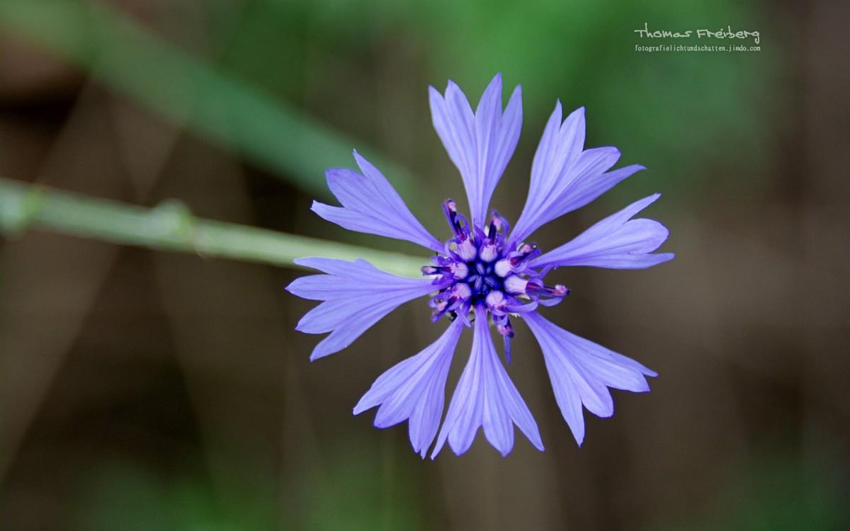 昆虫与植物鲜花图片