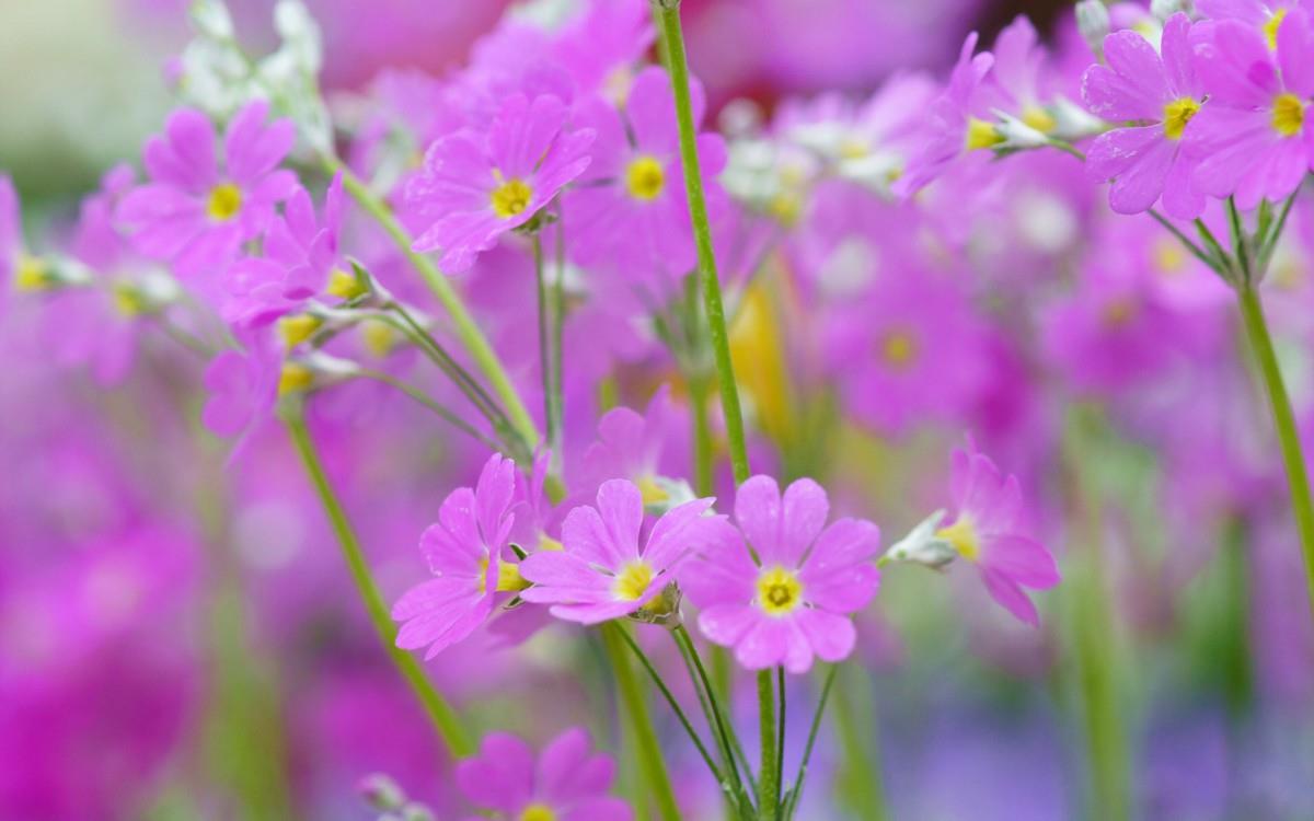 报春花唯美图片