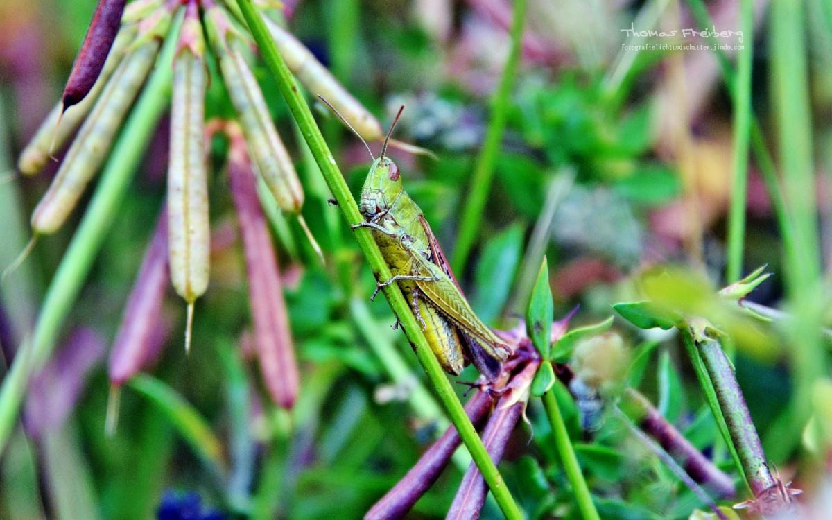 昆虫与植物鲜花图片