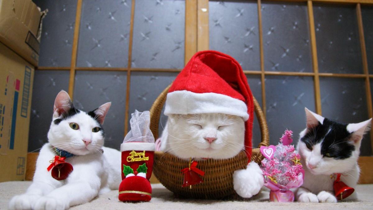 可爱戴帽子的猫咪图片