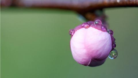 春天里含苞待放的花蕾图片
