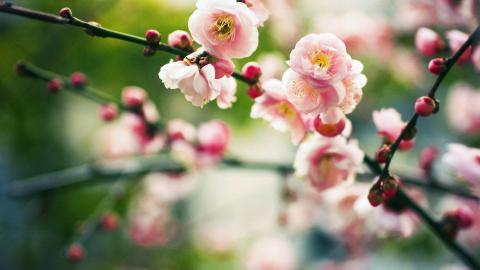 春天里含苞待放的花蕾图片