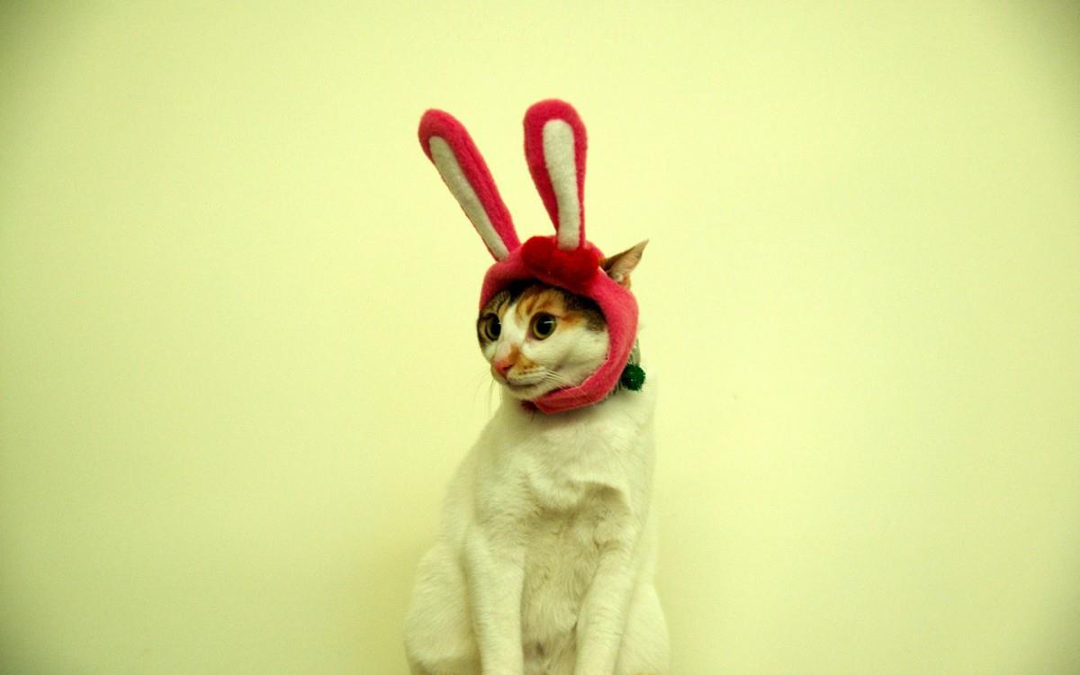 可爱戴帽子的猫咪图片