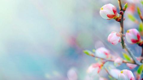 春天里含苞待放的花蕾图片