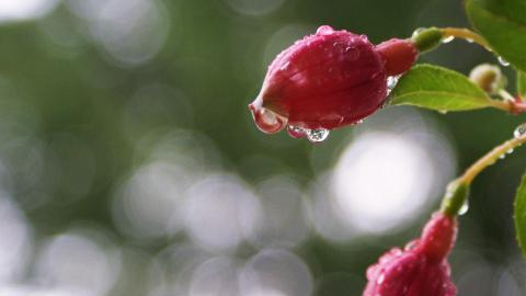 春天里含苞待放的花蕾图片