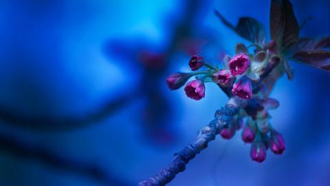 春天里含苞待放的花蕾图片