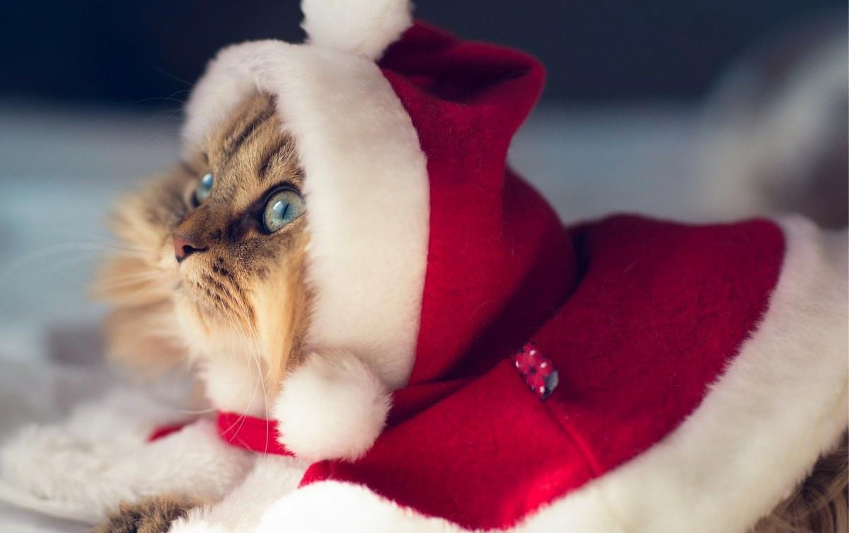 可爱戴帽子的猫咪图片