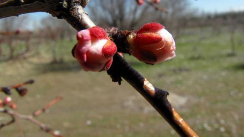 春天里含苞待放的花蕾图片