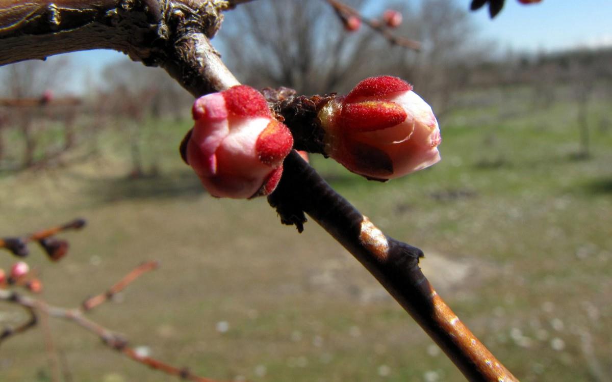 春天里含苞待放的花蕾图片