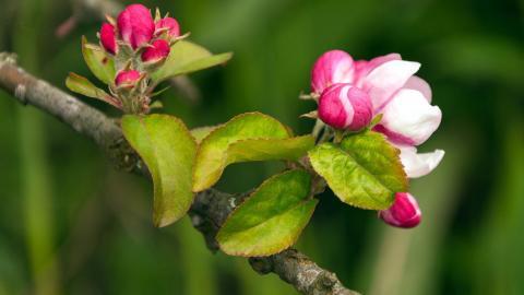 春天里含苞待放的花蕾图片