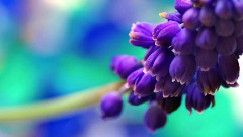 春天里含苞待放的花蕾图片