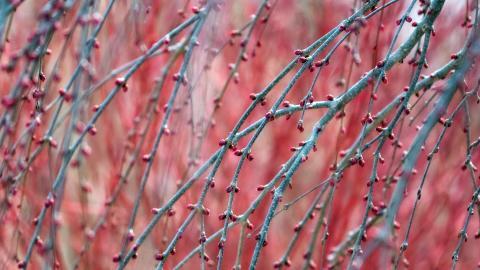 春天里含苞待放的花蕾图片