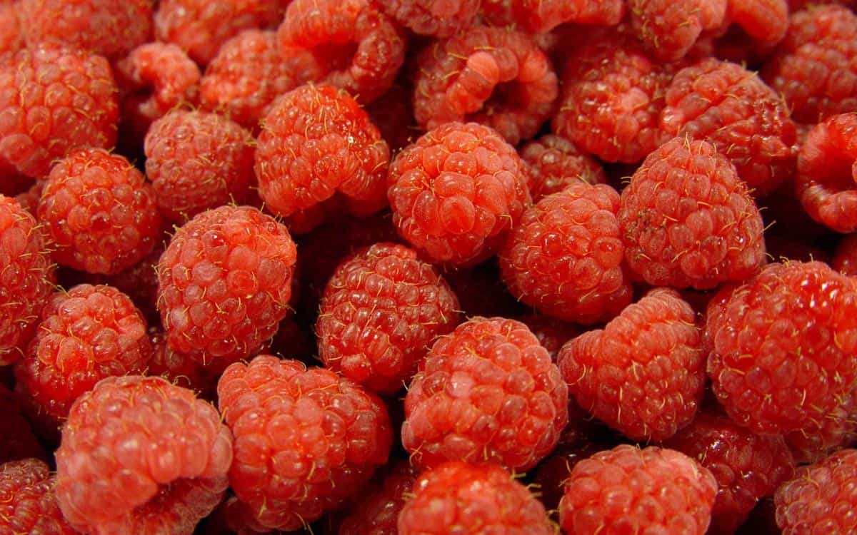 树莓高清摄影图片