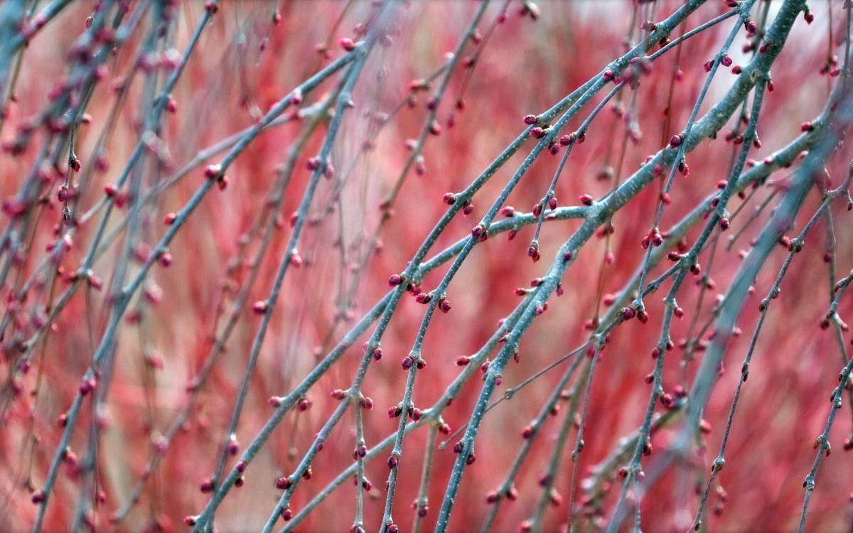 春天里含苞待放的花蕾图片
