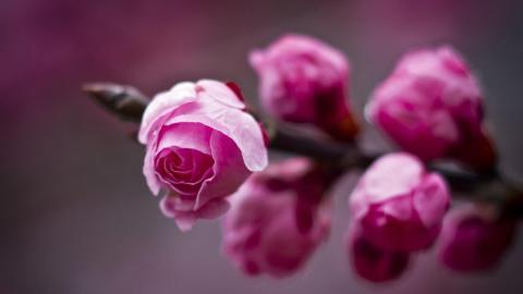 春天里含苞待放的花蕾图片