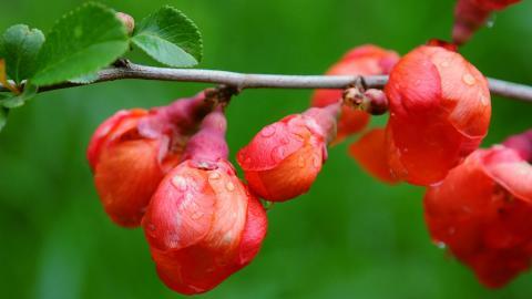春天里含苞待放的花蕾图片