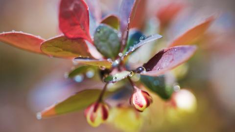 春天里含苞待放的花蕾图片
