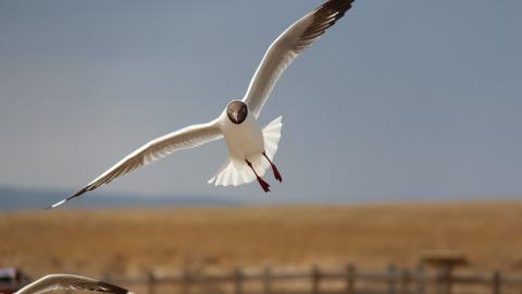 青海湖候鸟图片