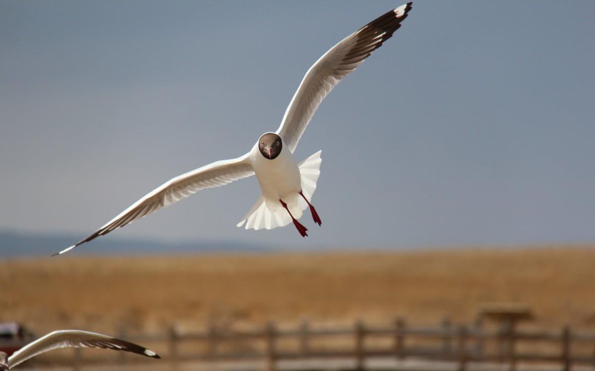 青海湖候鸟图片