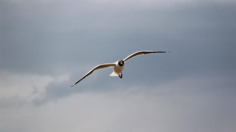 青海湖候鸟图片
