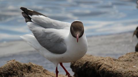青海湖候鸟图片