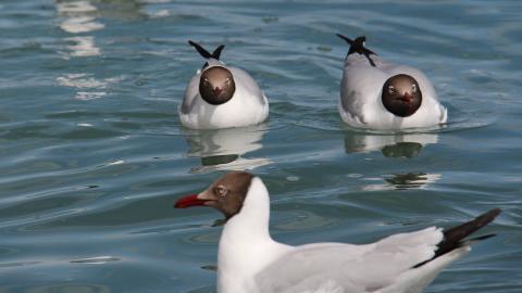 青海湖候鸟图片