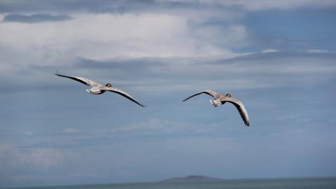 青海湖候鸟图片
