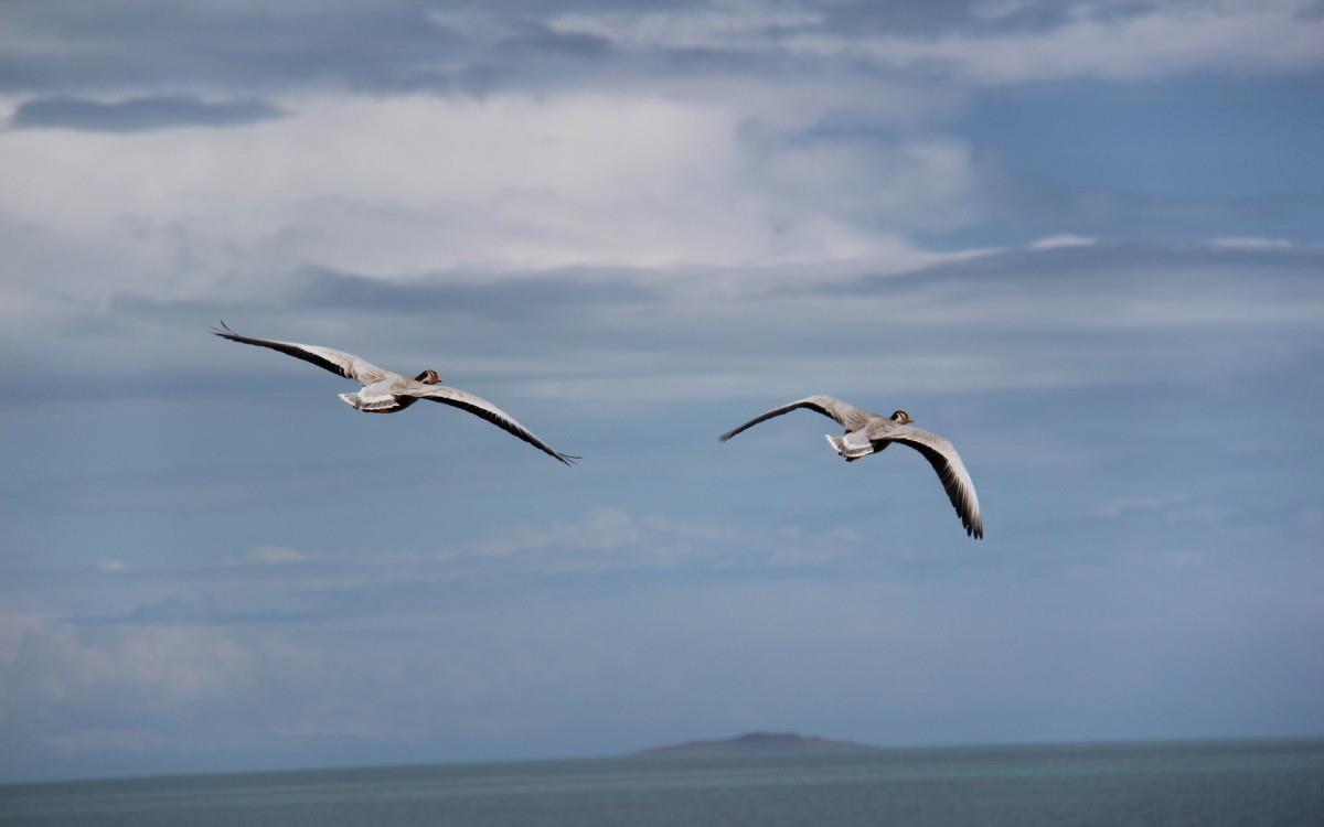 青海湖候鸟图片