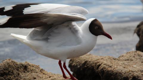 青海湖候鸟图片