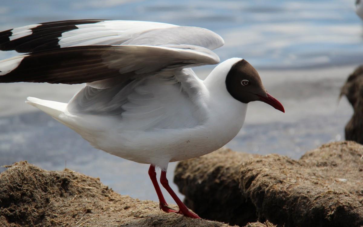 青海湖候鸟图片