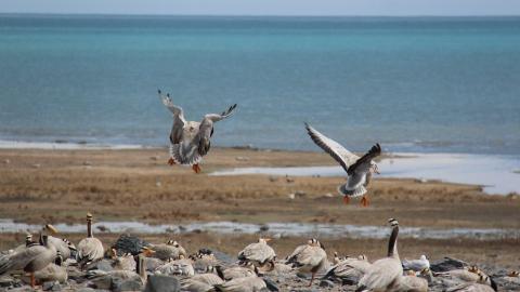 青海湖候鸟图片