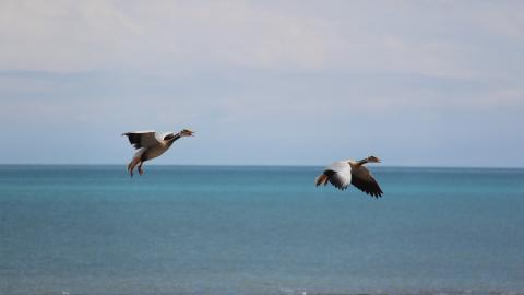 青海湖候鸟图片