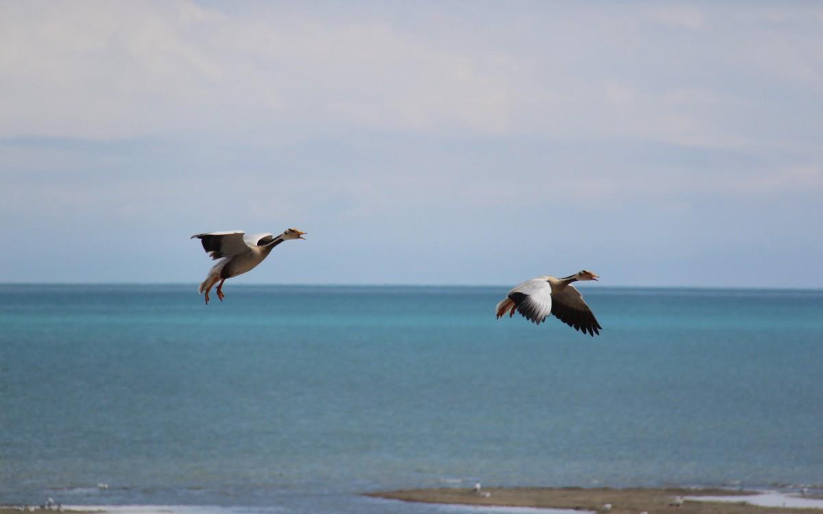 青海湖候鸟图片