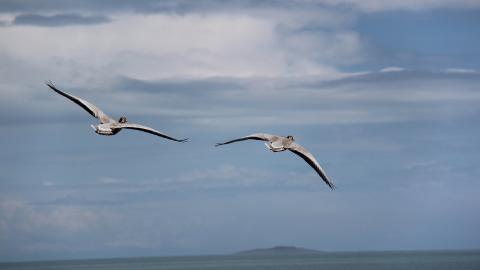 青海湖候鸟图片