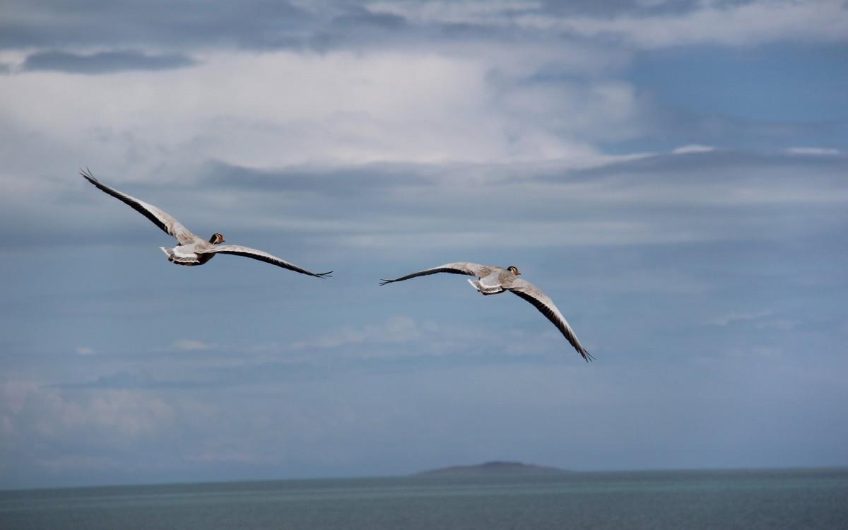 青海湖候鸟图片