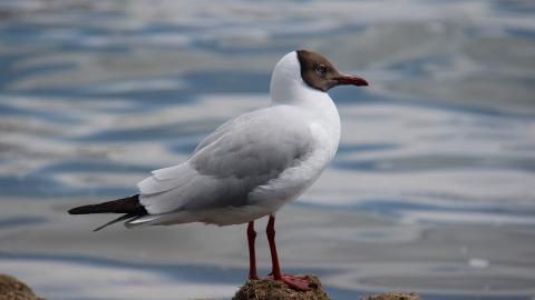 青海湖候鸟图片