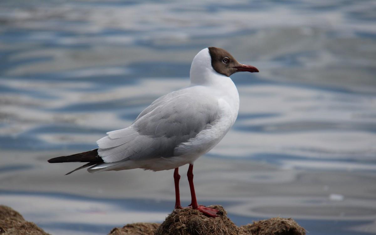 青海湖候鸟图片