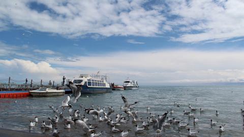 青海湖候鸟图片