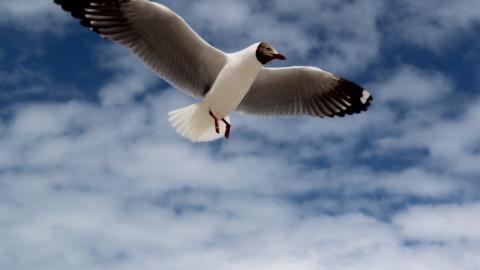 青海湖候鸟图片