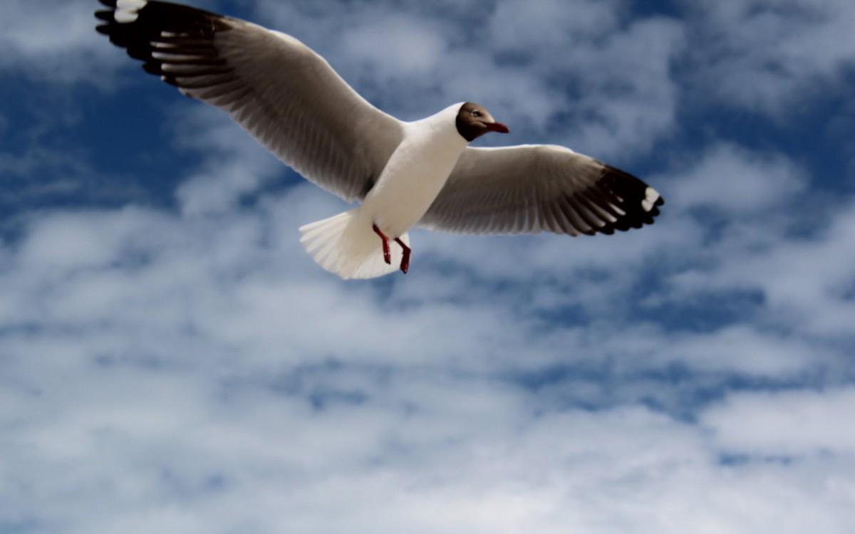 青海湖候鸟图片