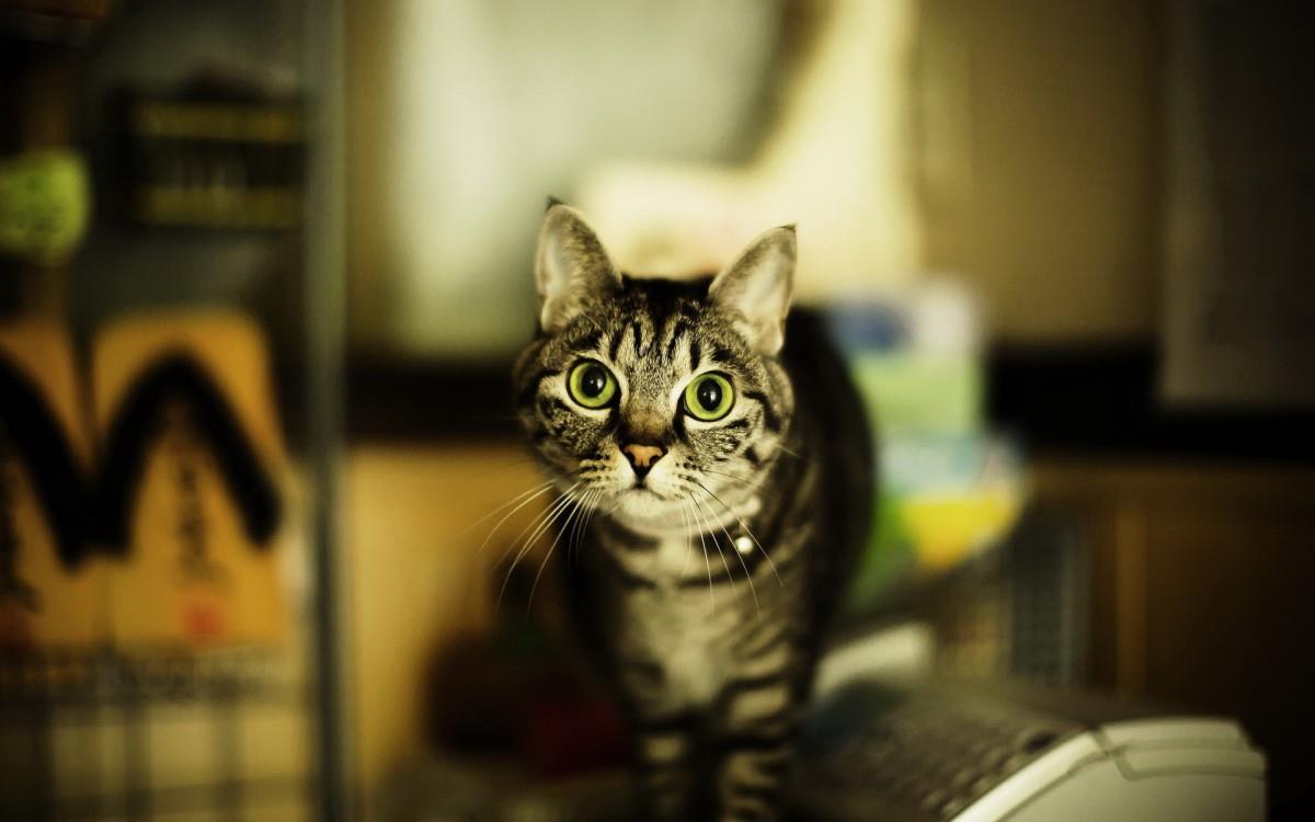 各种小动物图片