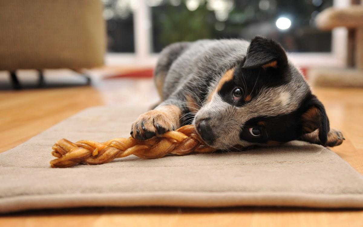 各种小动物图片