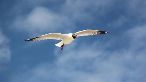 青海湖候鸟图片