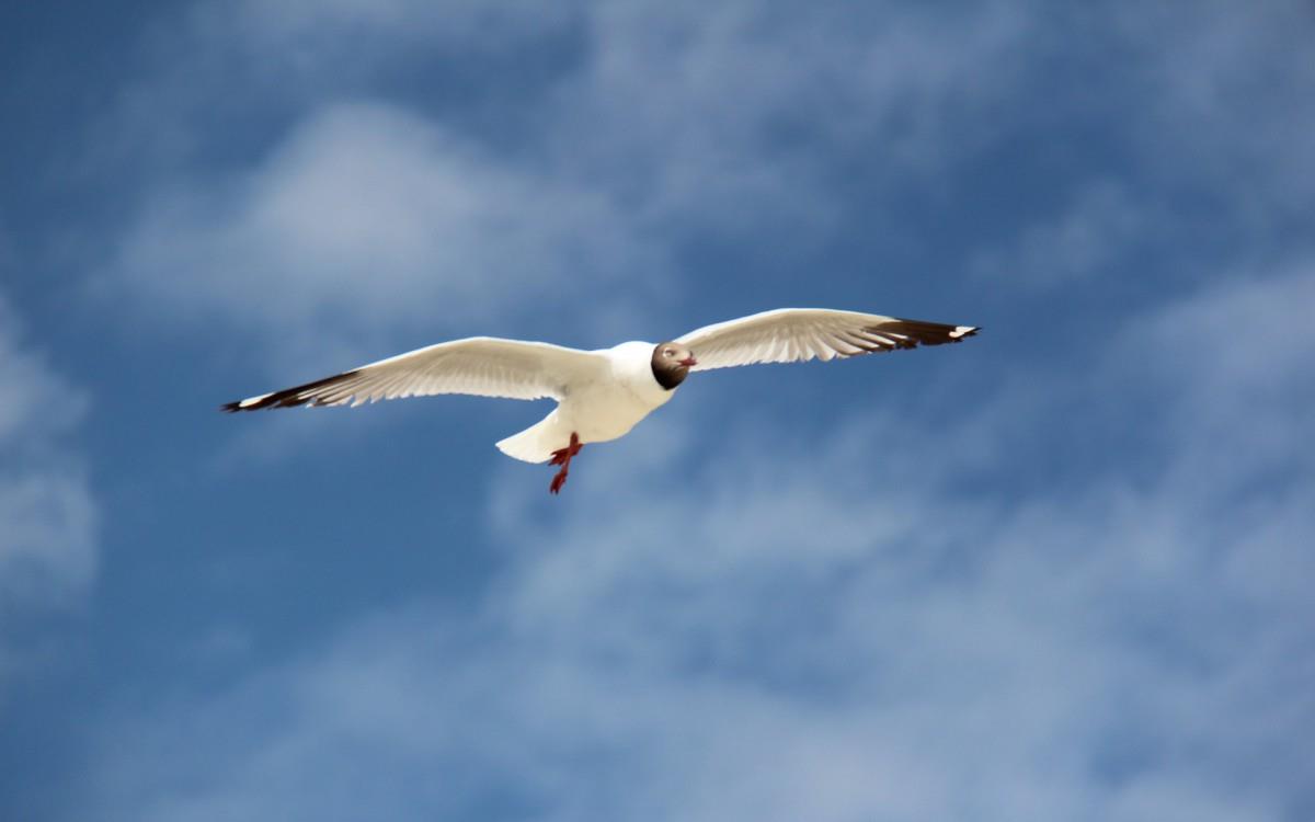 青海湖候鸟图片