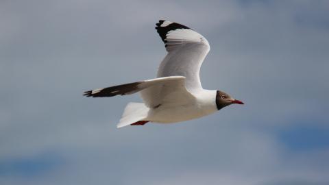 青海湖候鸟图片