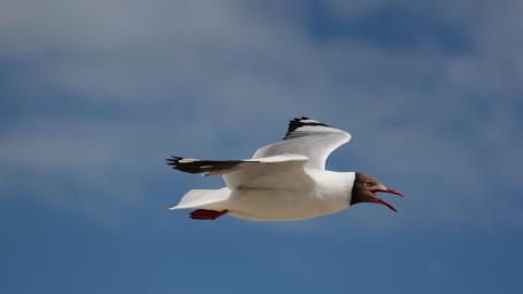青海湖候鸟图片