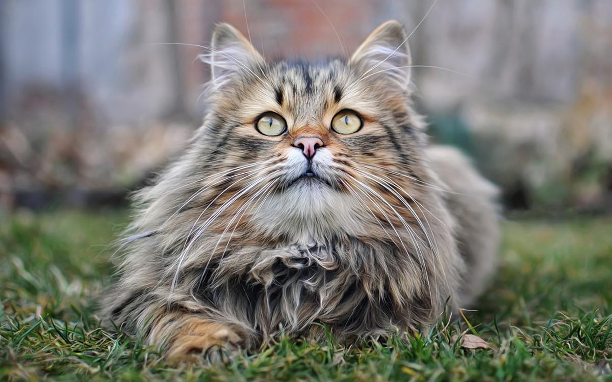 各种小动物图片