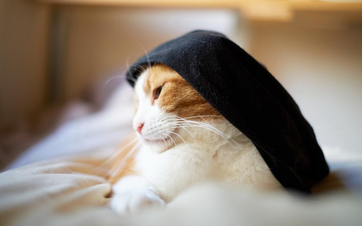 各种小动物图片